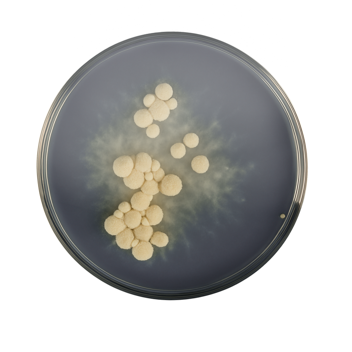Unlock Yeast Genome Insights. €199 Hybrid Sequencing (6)
