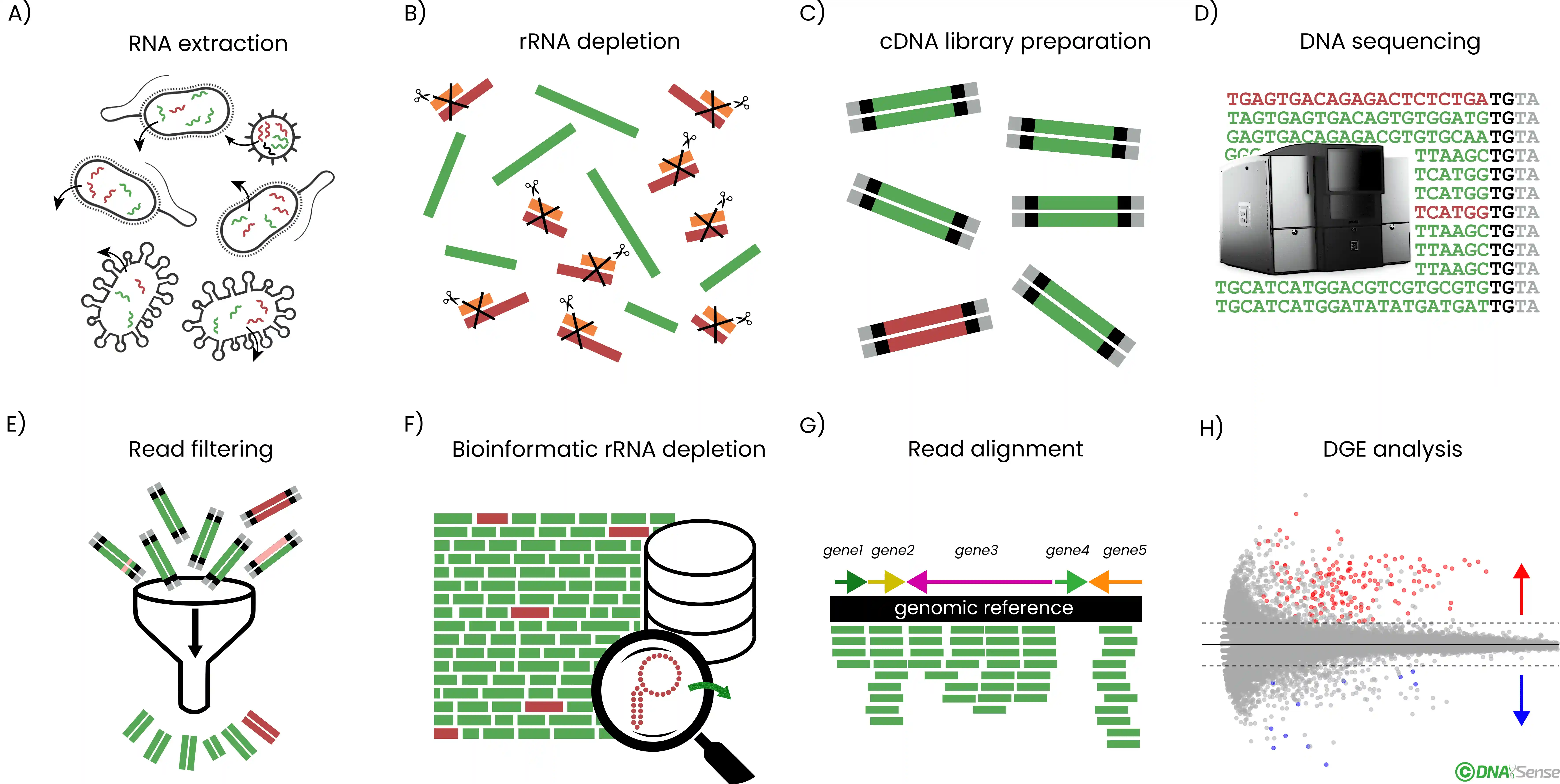 RNA-seq pipeline steps: extraction, sequencing, and DGE analysis